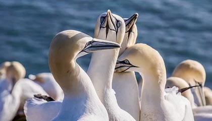 爱游戏在线-曼联球迷现场助威，球队士气高涨