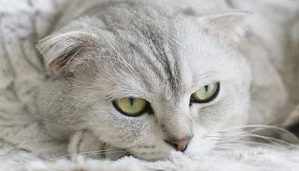 爱游戏娱乐-奥林匹克球场锻造不败金身！红狼主场风暴席卷亚平宁