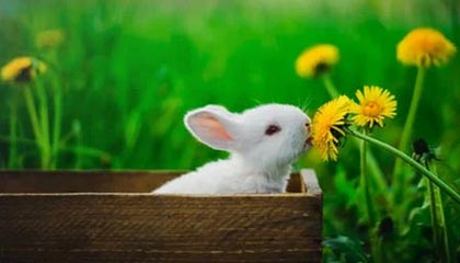 爱游戏APP-绿茵场上的千钧一发：当足球悬念改写人类肾上腺素图谱