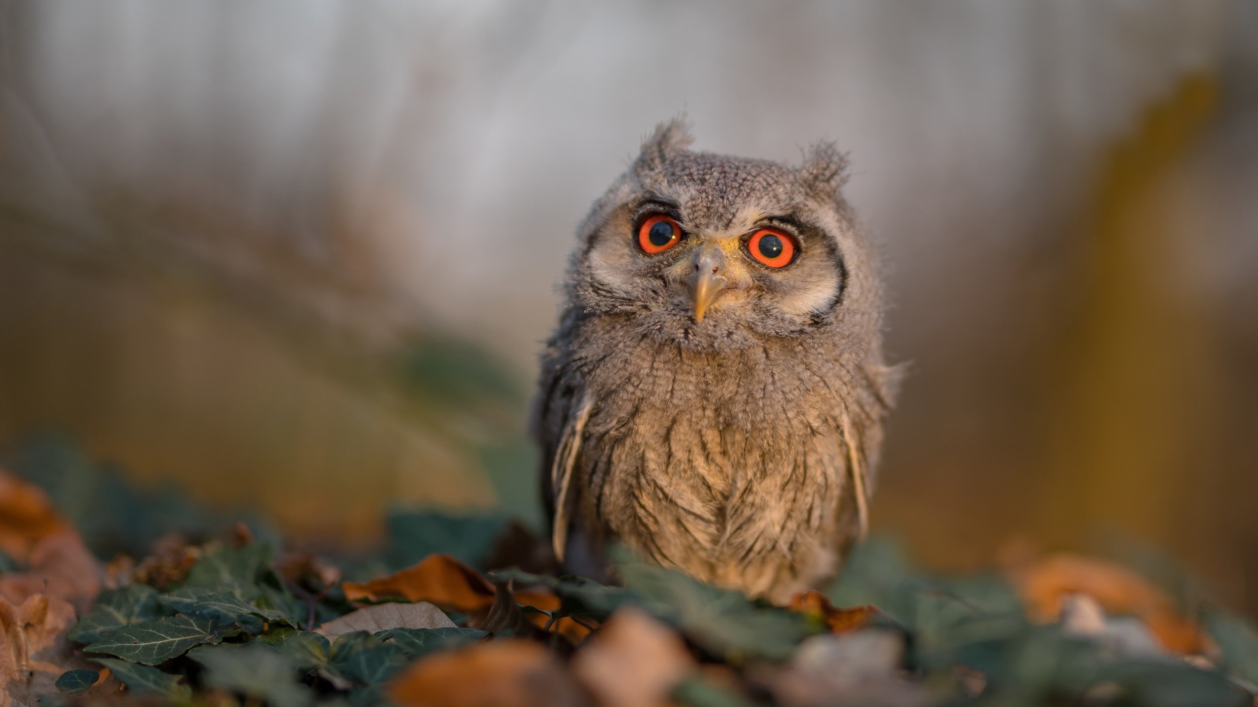 奥运热身赛惊魂夜，浓眉统治攻防，火箭新星绝杀北京队