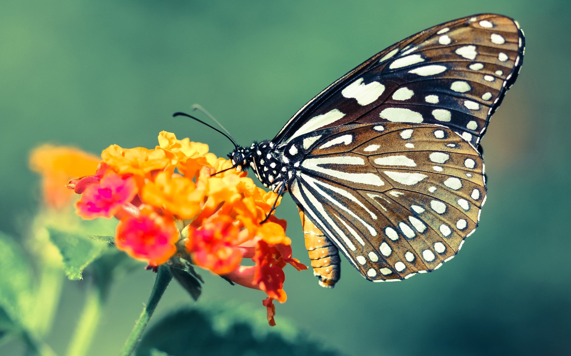 爱游戏APP-跨界辉煌，广厦险胜灰熊，利拉德欧冠赛场主宰战局