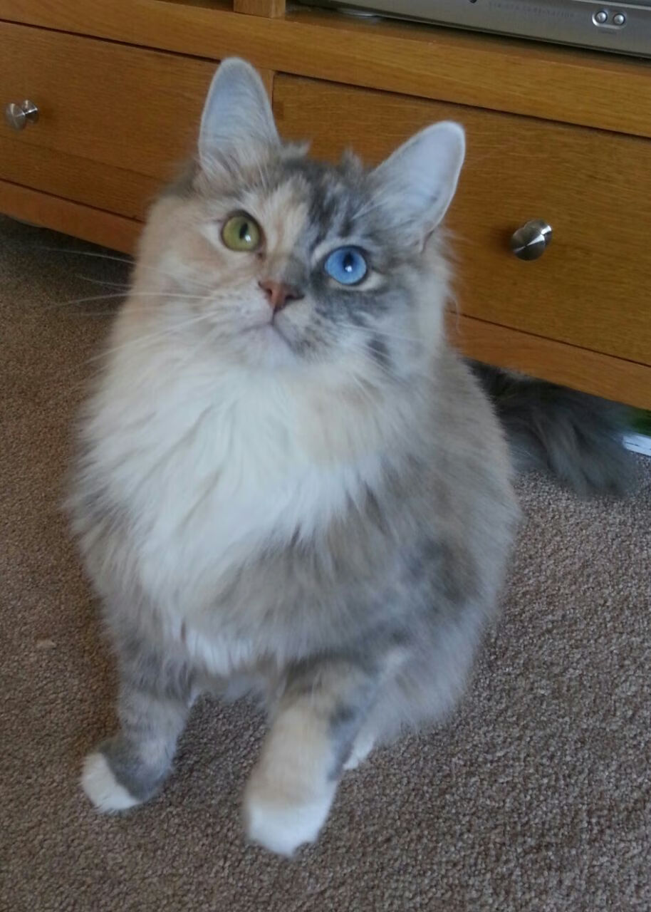 爱游戏在线-格列兹曼绝杀定乾坤，美国队淘汰赛力克里昂晋级