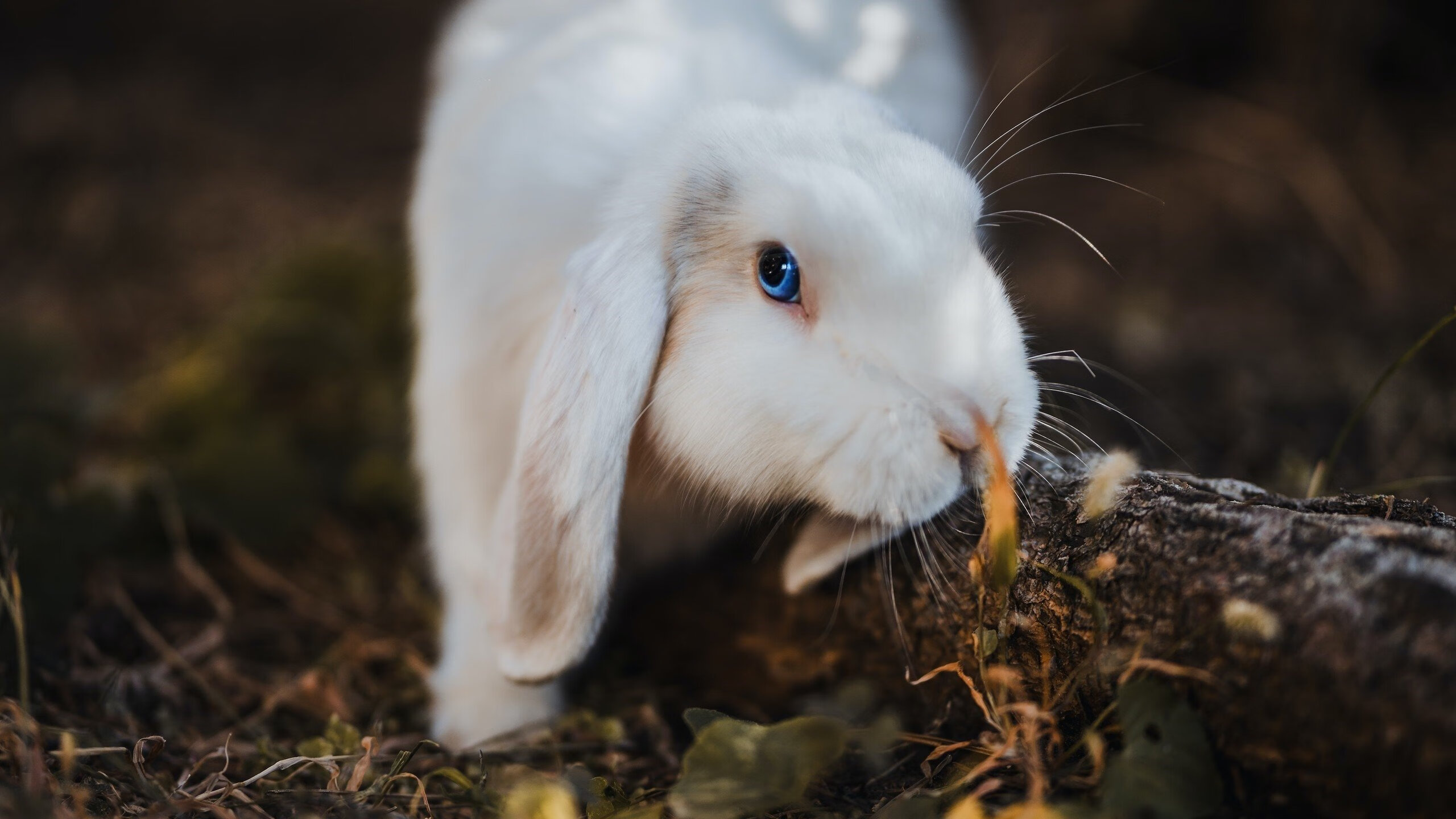 尼克斯正面击溃步行者，莫兰特成关键先生主宰赛场