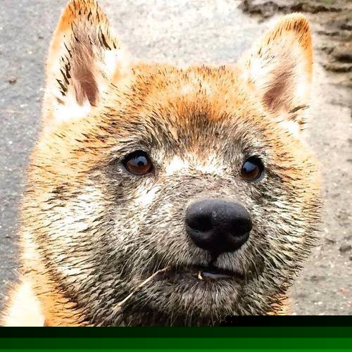 跨界王！范戴克足球场上锁定胜局后，竟在F1揭幕战上演超车大戏