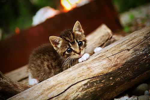 太阳险胜广东队，马克西东决关键战接管比赛